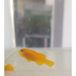 Gobiodon okinawae